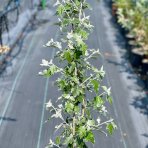Topoľ biely (Populus alba) ´NIVEA´ - výška 100-120 cm, kont. C3L